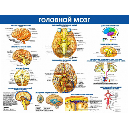 Головной мозг